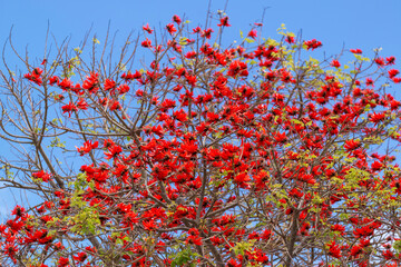 Tulipier du Gabon en fleurs
