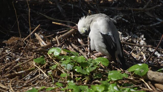 close view of grey tropical bird grooming it self on the ground