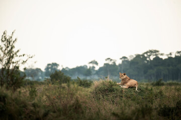 Lioness seated on a mound, Maasai Mara, Kenya