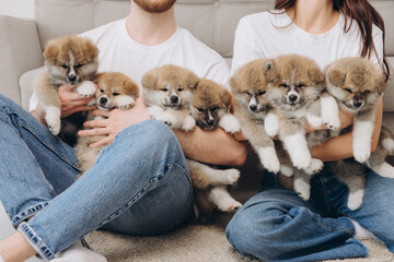 Beautiful smiling happy couple playing with akita inu puppies in dog house or shelter