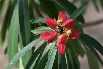 ジャマイカン・ポインセチア