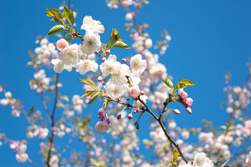 cherry blossom in spring