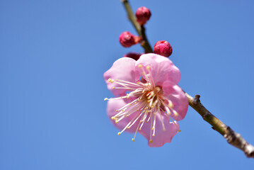 北野天満宮　境内の梅の花　京都市上京区