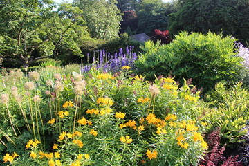 Fototapeta premium flowers in the garden
