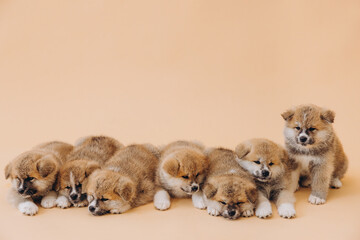 Several Akita Inu puppies are sitting nearby, many puppies, banner, concept: breeding and selling puppies Akita-Inu - 794428183