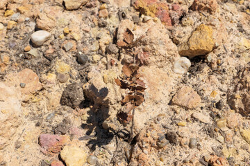 Dead plant in restored mine