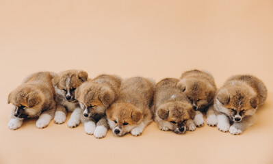 Several Akita Inu puppies are sitting nearby, many puppies, banner, concept: breeding and selling puppies Akita-Inu - 794428313