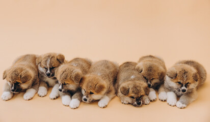 Several Akita Inu puppies are sitting nearby, many puppies, banner, concept: breeding and selling puppies Akita-Inu