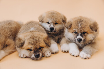 Several Akita Inu puppies are sitting nearby, many puppies, banner, concept: breeding and selling puppies Akita-Inu - 794428389