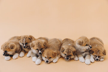 Several Akita Inu puppies are sitting nearby, many puppies, banner, concept: breeding and selling puppies Akita-Inu - 794428521