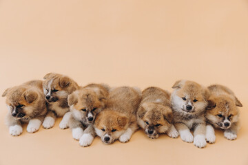 Several Akita Inu puppies are sitting nearby, many puppies, banner, concept: breeding and selling puppies Akita-Inu - 794428523