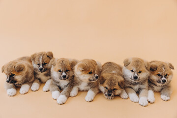 Several Akita Inu puppies are sitting nearby, many puppies, banner, concept: breeding and selling...
