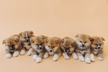 Several Akita Inu puppies are sitting nearby, many puppies, banner, concept: breeding and selling puppies Akita-Inu - 794428709