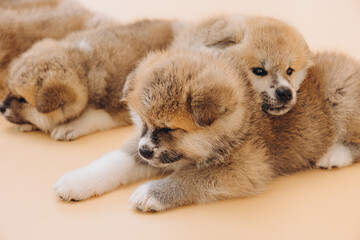 Several Akita Inu puppies are sitting nearby, many puppies, banner, concept: breeding and selling puppies Akita-Inu - 794428749