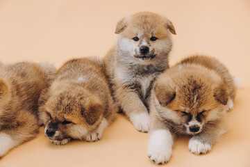 Several Akita Inu puppies are sitting nearby, many puppies, banner, concept: breeding and selling puppies Akita-Inu - 794428767