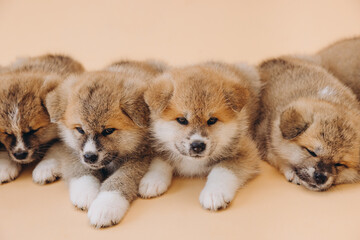 Several Akita Inu puppies are sitting nearby, many puppies, banner, concept: breeding and selling puppies Akita-Inu
