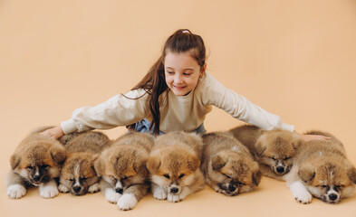 Little beautiful girl kicking many Akita Inu puppies on beige background with copy space, animal protection concept, dog shelter