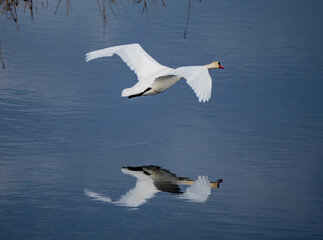 The mute swan (Cygnus olor) flies with a reflection in the water