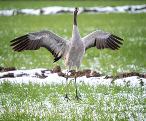 The common crane (Grus grus) dance on a freshly snowed branch in late spring