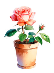 Beautiful rose planted in a flower pot, isolated watercolor illustration