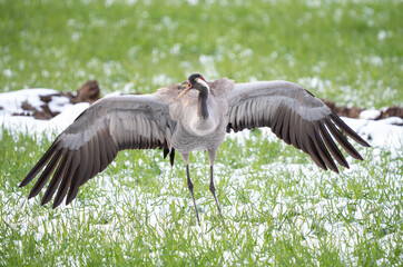The common crane (Grus grus) dance on a freshly snowed branch in late spring