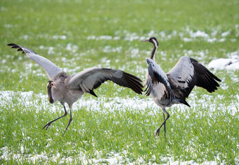 The common crane (Grus grus) pair dance on a freshly snowed branch in late spring