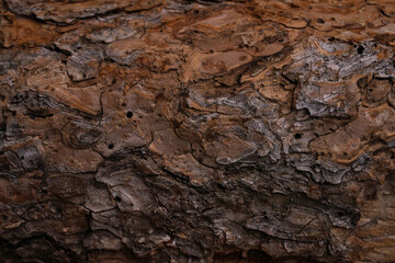 bark from log, macro photography for rustic background, very textured