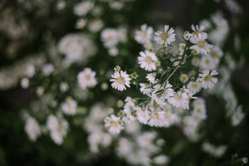 white Aster tataricus flowers, white flower with blurred background