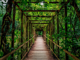 Puente con enredaderas en la jungla