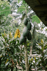 green papayas attached to their stem, showcasing freshness and natural growth in a tropical orchard or garden setting