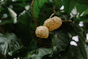 noni fruits still attached to their tree branch, showcasing natural growth and the freshness of tropical produce