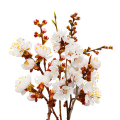 Bouquer of White spring apricot blossom isolated on white. Sping Blooming apricot branch. Sakura flowers twig. Spring concept