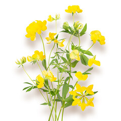 Yellow flowers of mouse peas isolated on white background. Yellow field flowers. Vicia cracca isolated on white