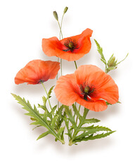 Bouquet of soft red poppies isolated on white background with dropshadows. Spring or summer wild field flowers. Poppy flowers