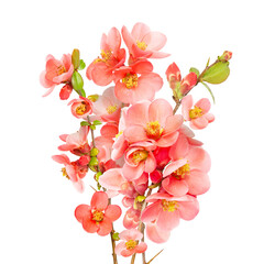 Bouquer of pink spring quince blossom isolated on white. Sping Blooming cherry branch. Sakura flowers twig. Spring concept
