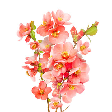 Bouquer of pink spring quince blossom isolated on white. Sping Blooming cherry branch. Sakura flowers twig. Spring concept