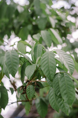 Shorea sumatrana is a species of tree in the family Dipterocarpaceae. It grows naturally in Sumatra, Java and Peninsular Malaysia
