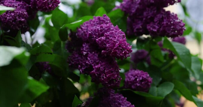Bush of beautiful purple lilac flowers. Spring time background.