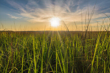 Marsh grasses at sunset