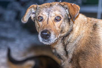 A dog with a brown coat and a black nose