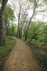 Fototapeta premium The nature of the Queens Hill forest on a rainy day