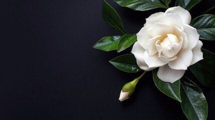 a white gardenia delicately placed on the right side, set against a pristine white or sleek black background, leaving ample space on the left for text