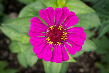 Lila und gelb-rote Zinnia