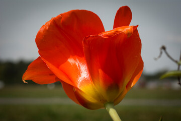 Rote Tulpe im Wind