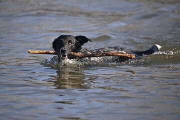 black dog playing in water