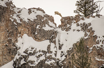 Jackson Hole Mountain Goat