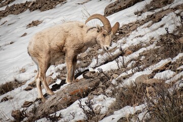 Jackson Hole Mountain Sheep - obrazy, fototapety, plakaty