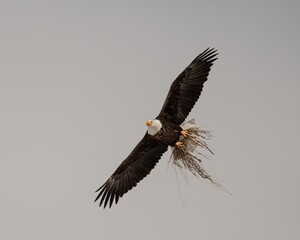 Jackson Hole Bald Eagle