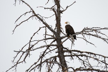 Jackson Hole Bald Eagle