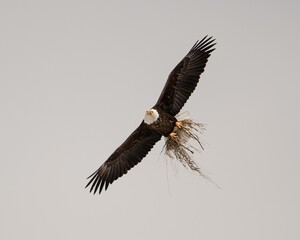 Jackson Hole Bald Eagle
